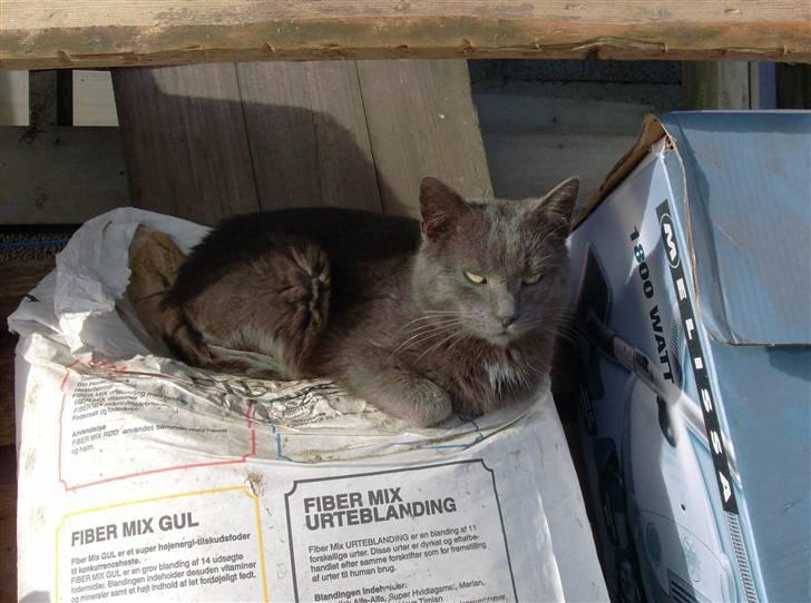 Huskat Speedy  forsvundet billede 4