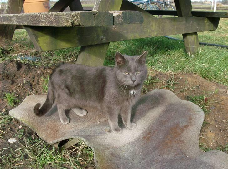 Huskat Speedy  forsvundet billede 5