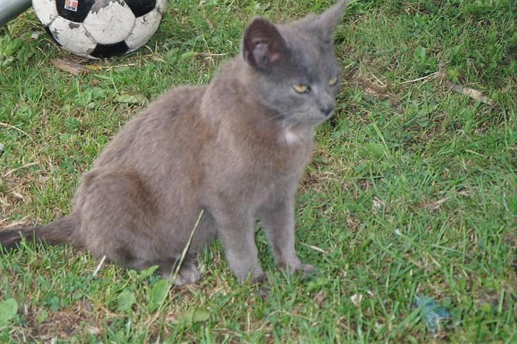 Huskat Speedy  forsvundet billede 6