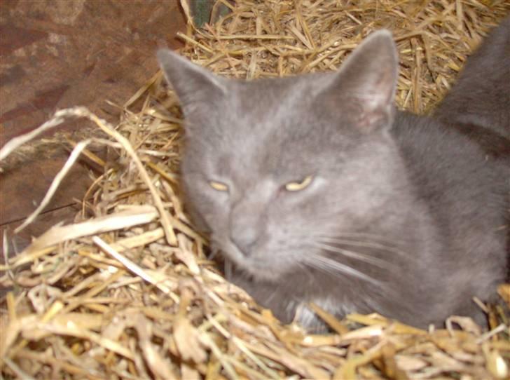 Huskat Speedy  forsvundet billede 7