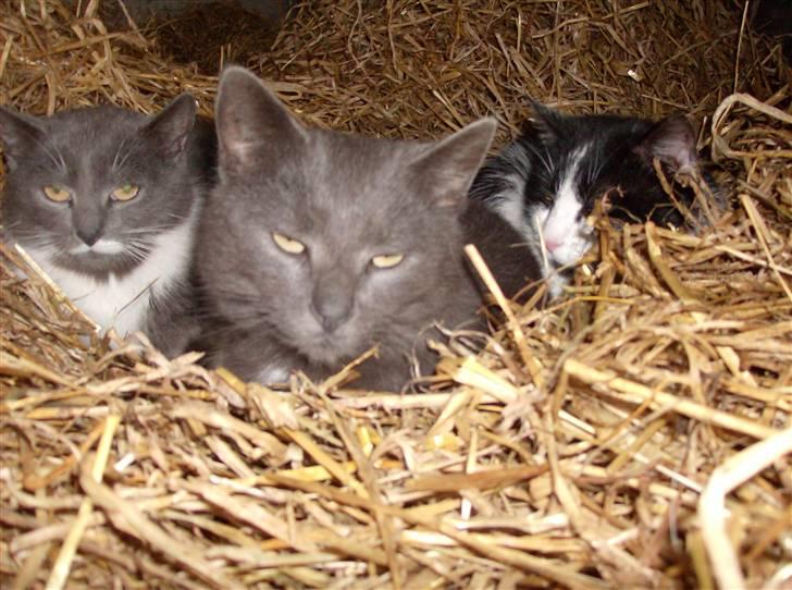 Huskat Speedy  forsvundet billede 8