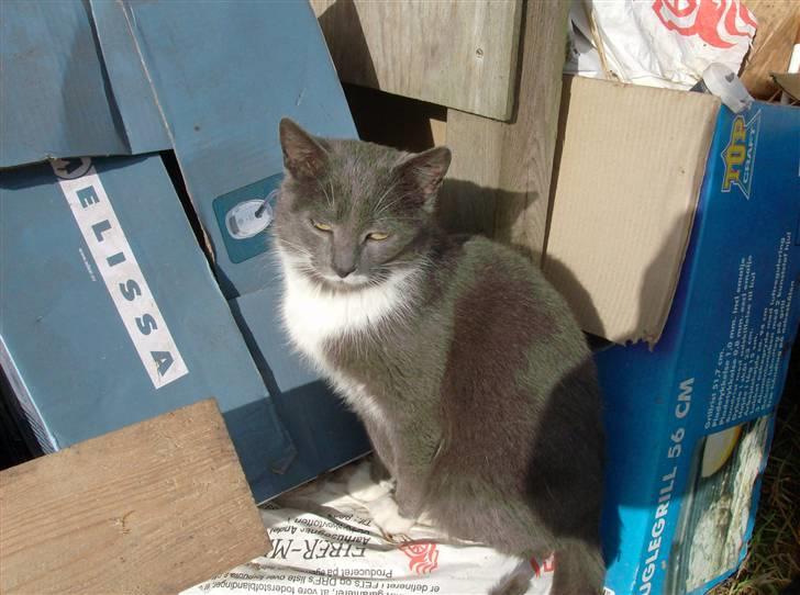 Huskat MilleMor R.I.P d. 29-3-09 billede 2