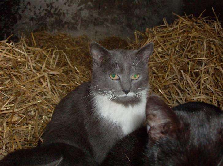 Huskat MilleMor R.I.P d. 29-3-09 billede 4