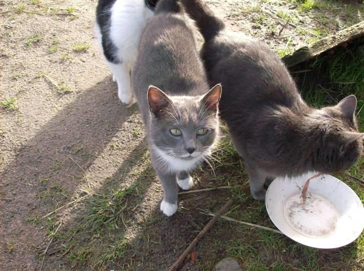 Huskat MilleMor R.I.P d. 29-3-09 billede 5