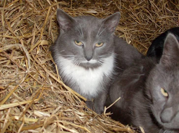 Huskat MilleMor R.I.P d. 29-3-09 billede 6