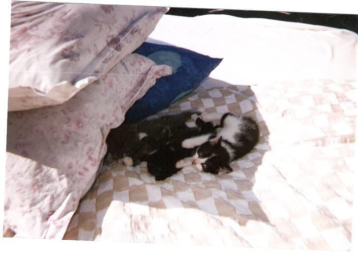 Huskat Bølle død billede 6