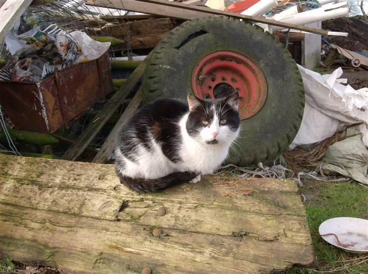 Huskat Bølle død billede 7