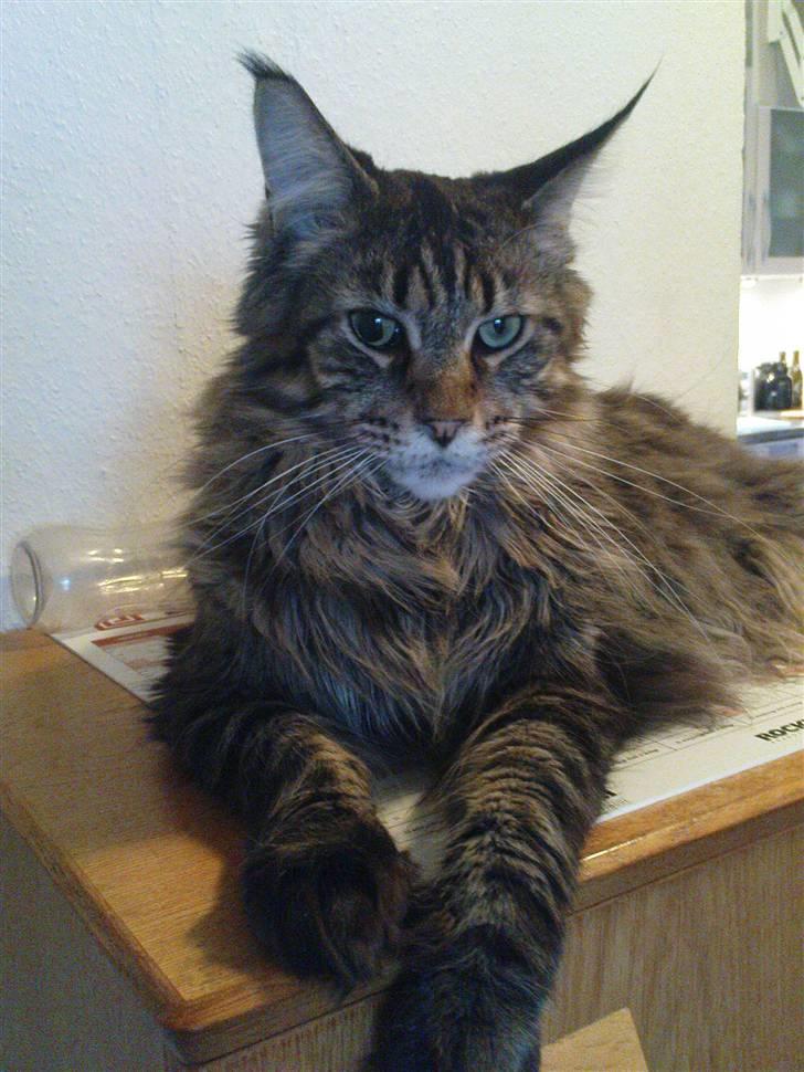 Maine Coon Tabby billede 14