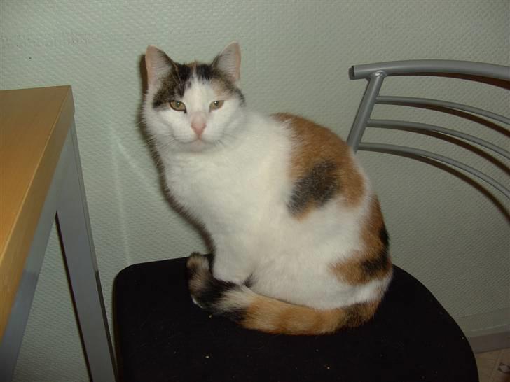 Huskat shelly billede 1