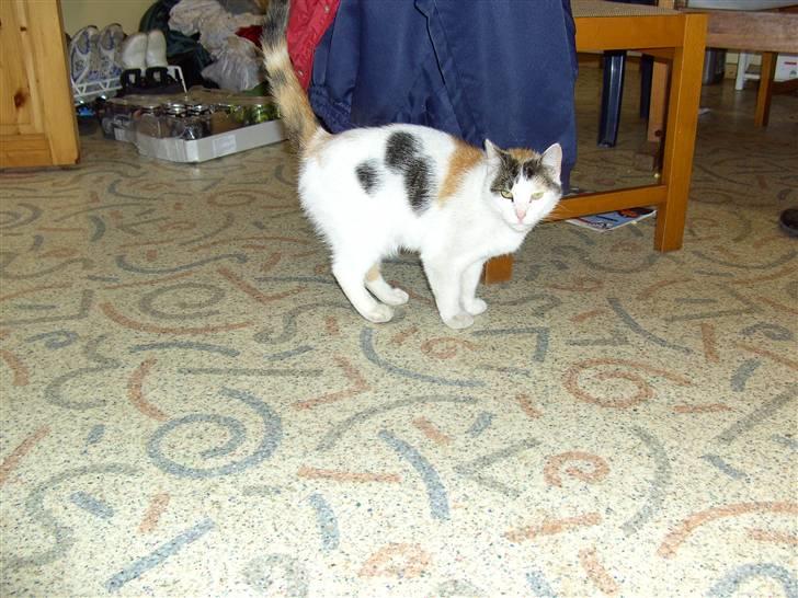 Huskat shelly billede 2