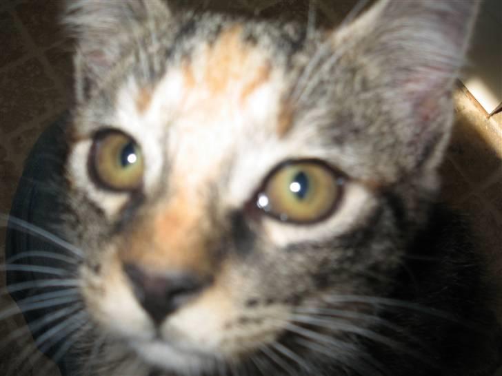 Huskat Tilde billede 1