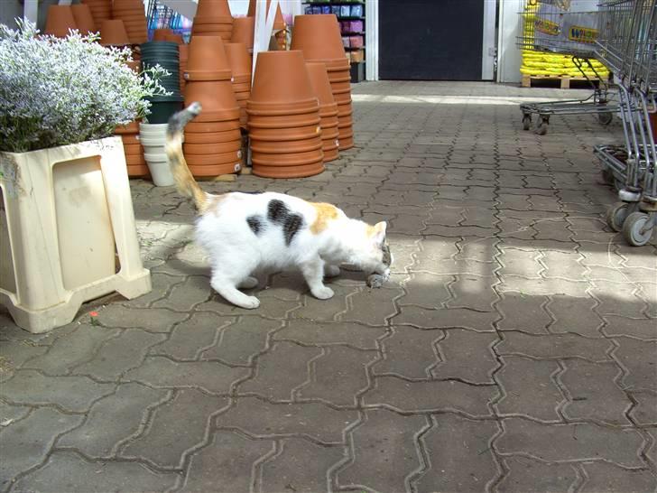 Huskat shelly - min muse fanger billede 3