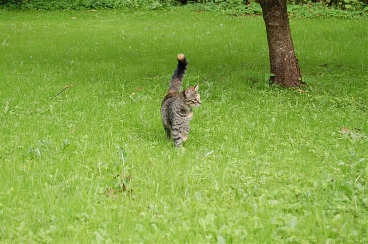 Huskat Tilde billede 2