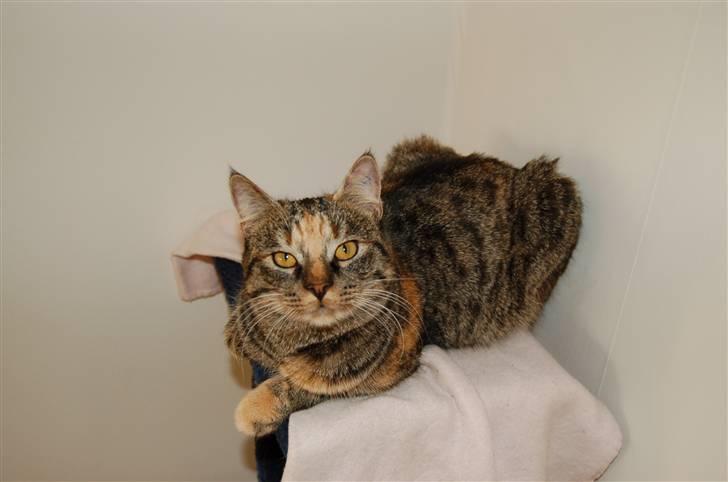 Huskat Tilde billede 3