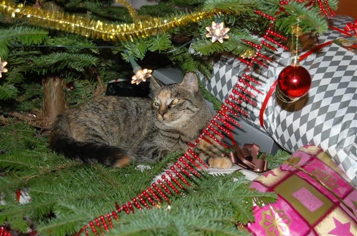 Huskat Tilde billede 4