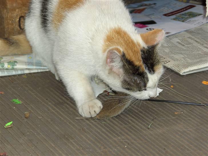 Huskat shelly - selv fanget frokost billede 4