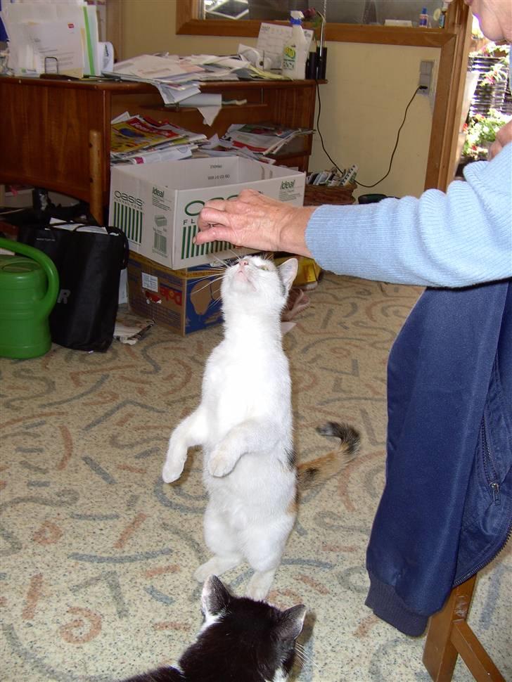 Huskat shelly billede 5