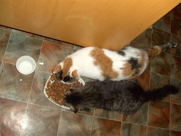 Huskat shelly billede 6