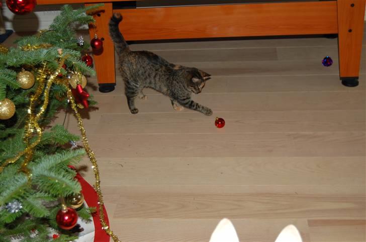 Huskat Tilde billede 5