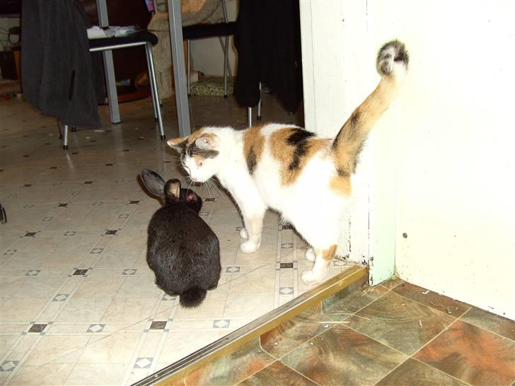 Huskat shelly billede 7