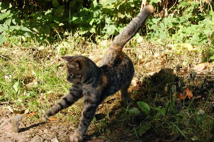 Huskat Tilde billede 6