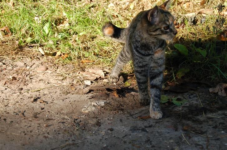 Huskat Tilde billede 7