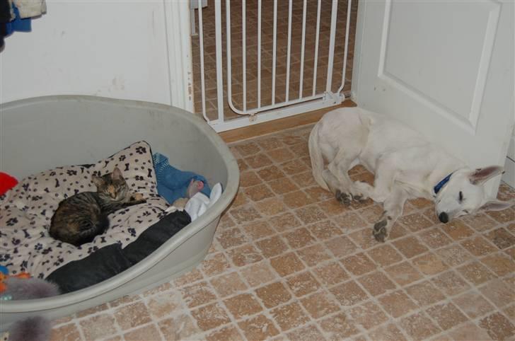 Huskat Tilde billede 8