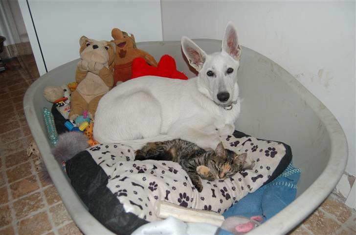 Huskat Tilde billede 9