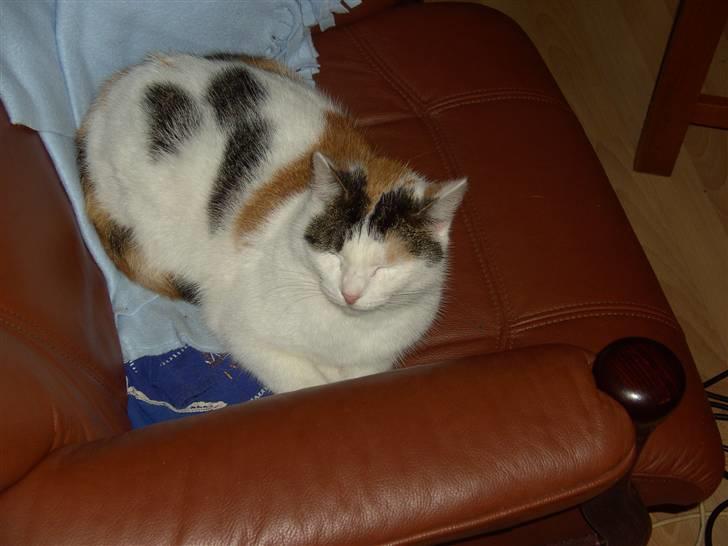 Huskat shelly billede 8