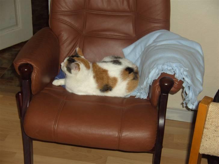 Huskat shelly billede 9