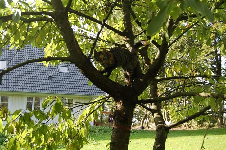 Huskat Tilde billede 10