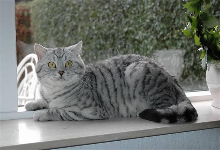 British Shorthair S*Swebritt's Dustin - Yndlingspladsen i vindueskarmen d.17 feb.08 billede 13
