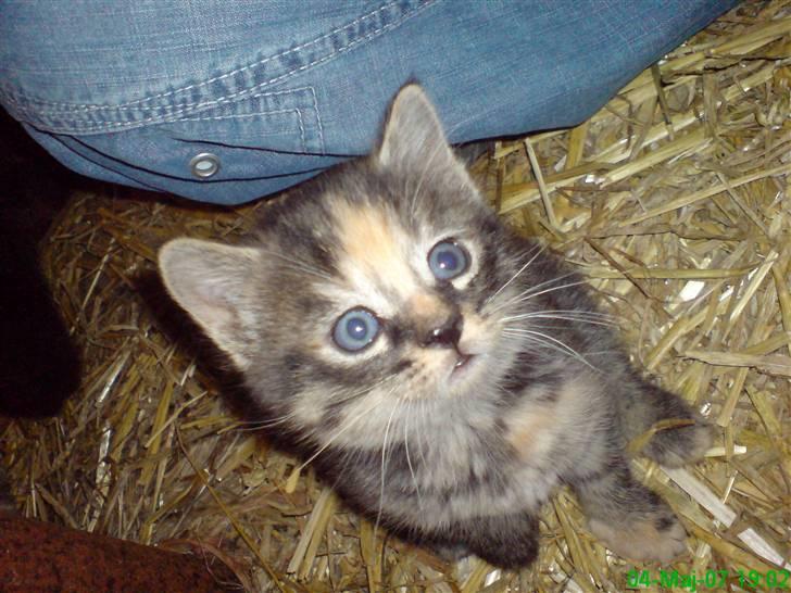 Huskat Tilde billede 11