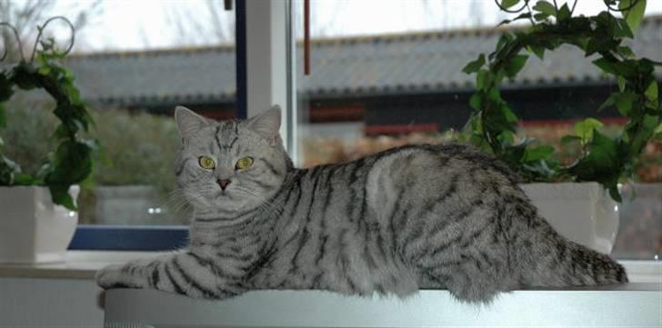 British Shorthair S*Swebritt's Dustin - - Og på tv´et d.23 feb.08  billede 14