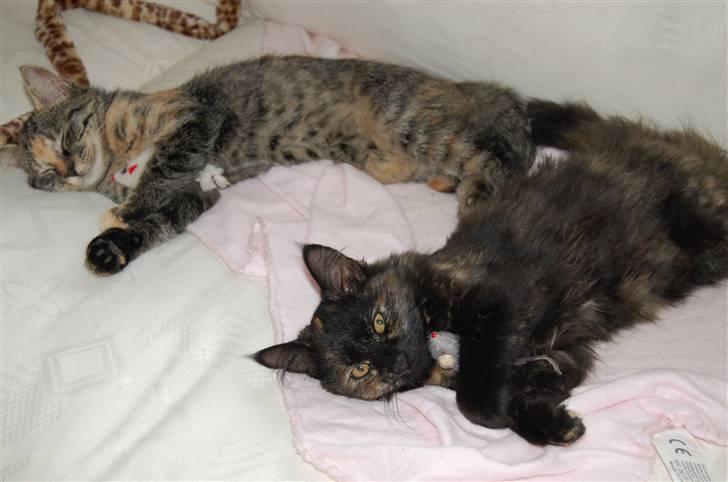 Huskat Tilde billede 12