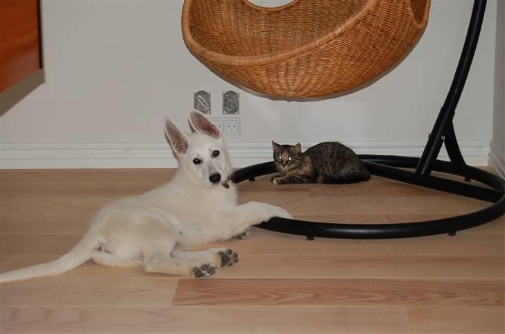 Huskat Tilde billede 13