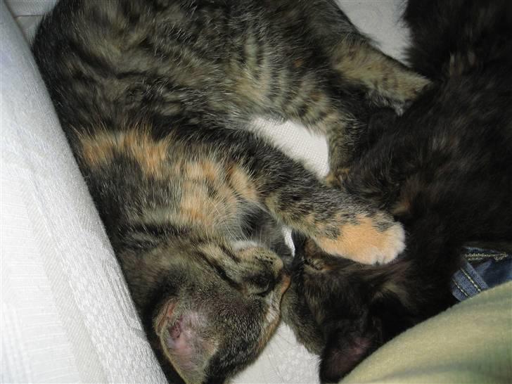 Huskat Tilde billede 14