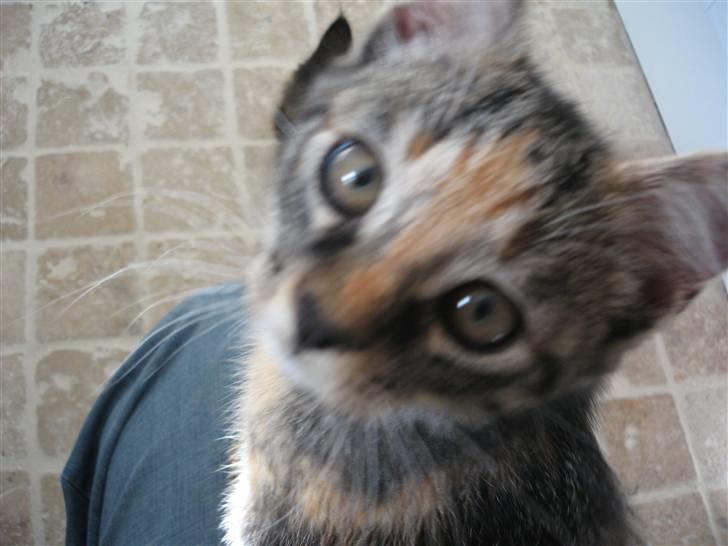 Huskat Tilde billede 15