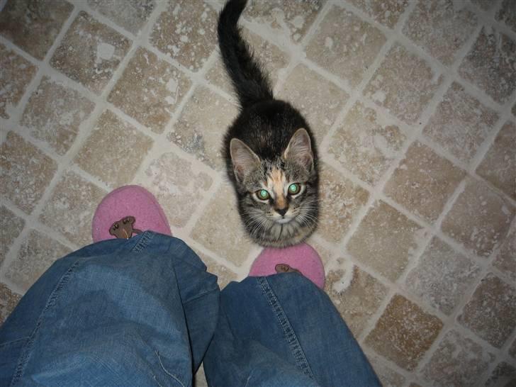 Huskat Tilde billede 16