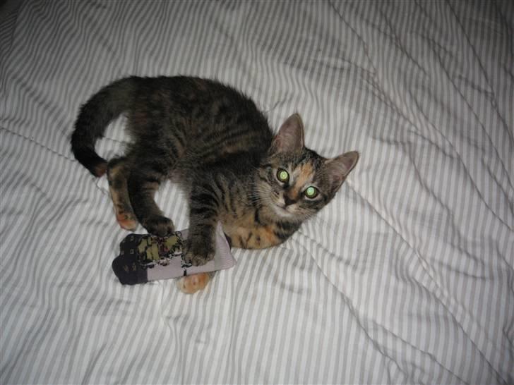 Huskat Tilde billede 17