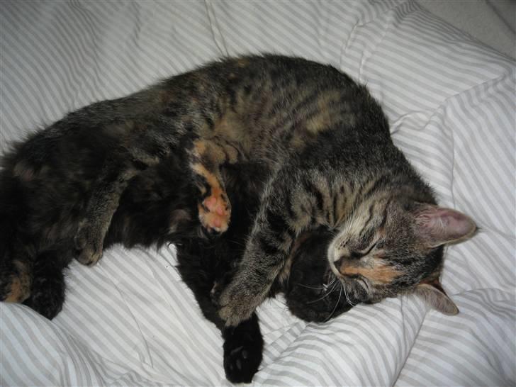 Huskat Tilde billede 18