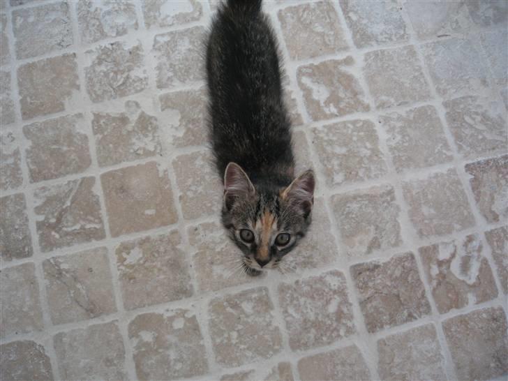 Huskat Tilde billede 19