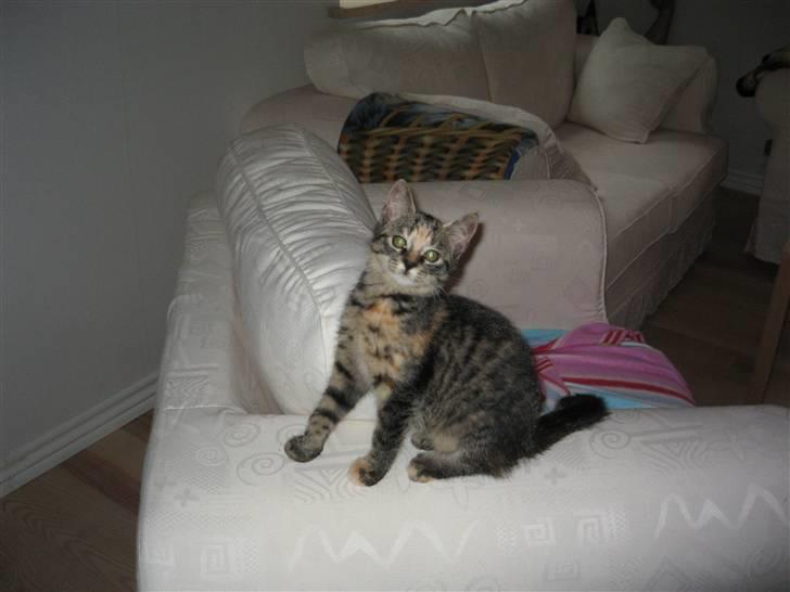 Huskat Tilde billede 20