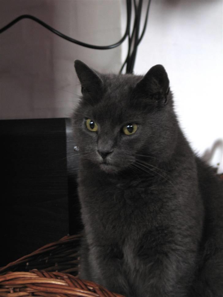 Huskat Trold billede 14