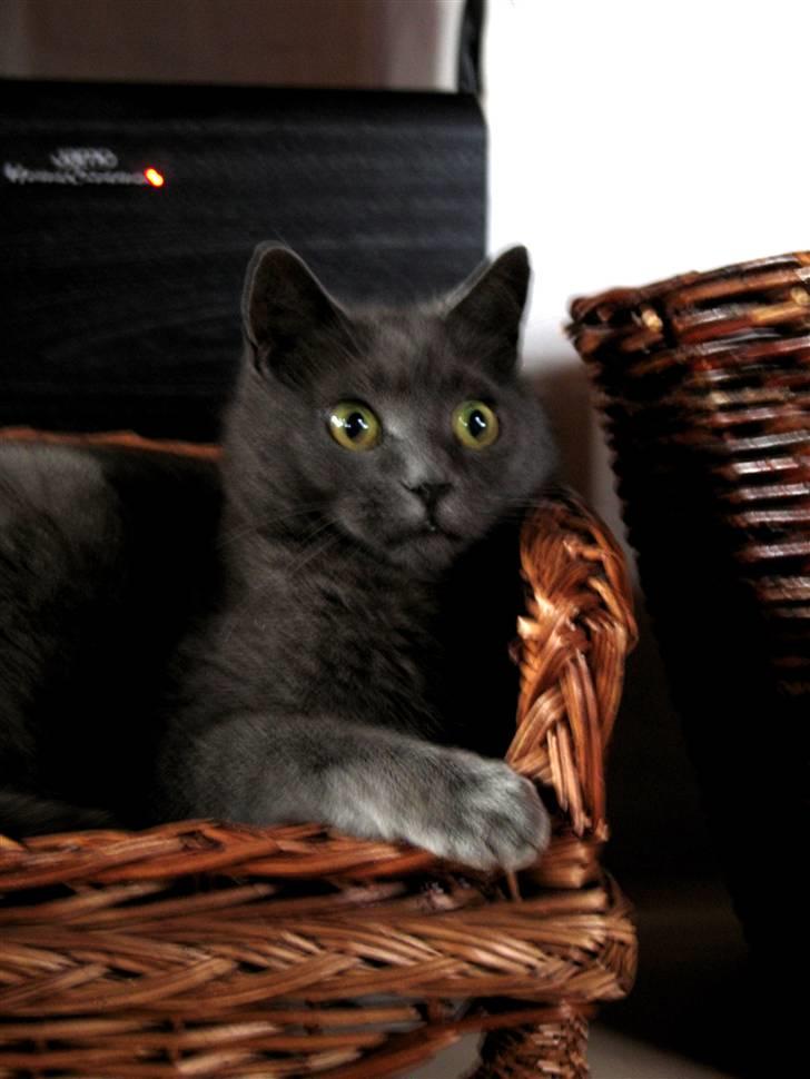 Huskat Trold billede 15