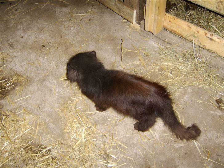 Perser Fergus  billede 1