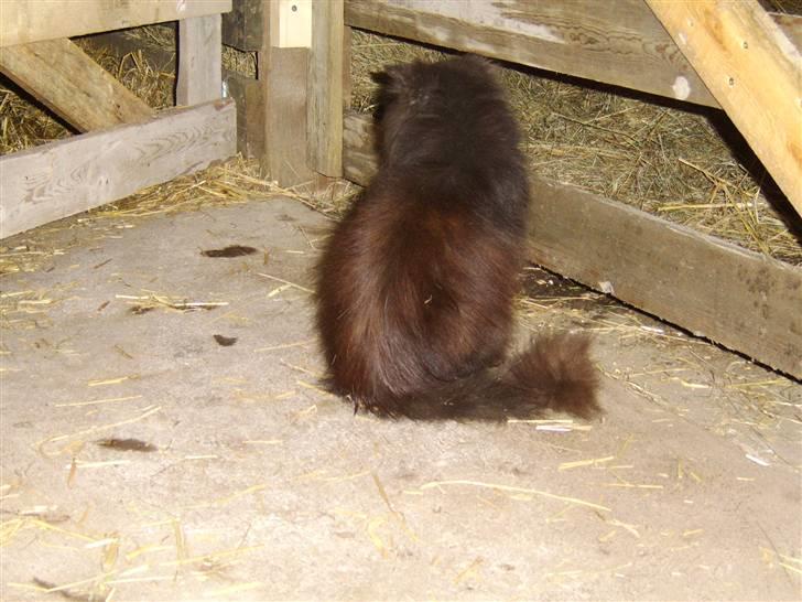 Perser Fergus  billede 2