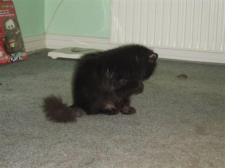 Perser Fergus  billede 3