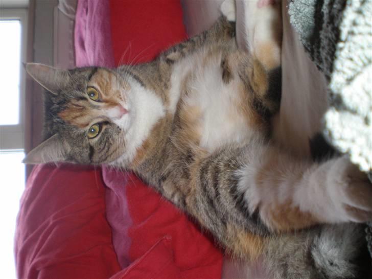 Blanding af racer Daisy billede 12