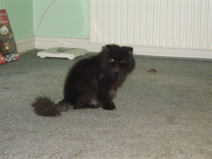 Perser Fergus  billede 4